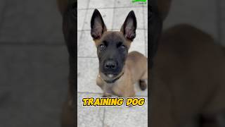 Belgian Malinois Amazing belgiummalinois dog dogtraining pets belgianmalinois trainingdog [upl. by Aikram]