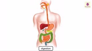 Digestion Process In Human Body Explained Through Animation  Science Grade 4  Periwinkle [upl. by Anihta352]