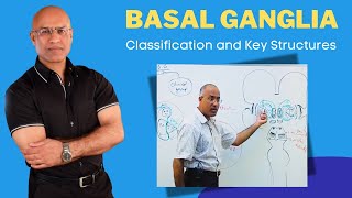 Basal Ganglia Classification and Key Structures  Neuroanatomy [upl. by Oly]