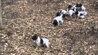 Bluestem Kennels Wirehaired Pointing Griffons quotGquot Litter at 5 weeks [upl. by Venola]