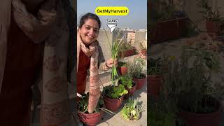 December ka Harvest from Terrace Garden  Itni badi Knol Knol  Karonda aur kya kya shorts [upl. by Aya]