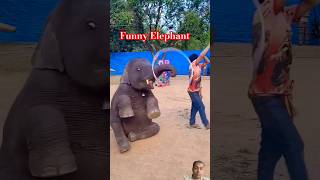 Funny Elephant Beby Jhakjhoren Lal Roster elephant tiger doglover dog animals [upl. by Toland]