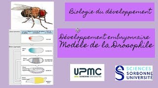 ⎜Cours 1 Biologie du développement⎜Développement embryonnaire  Drosophile [upl. by Christie]