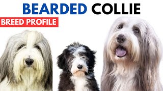 Bearded Collie Breed Profile History  Price  Traits  Bearded Collie Grooming Needs  Lifespan [upl. by Chantal]