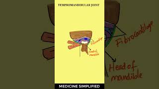 TMJ Anatomy  Temporomandibular Joint Anatomy  Jaw Joint Anatomy anatomy tmj [upl. by Yroc350]