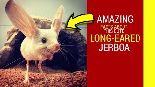 Long eared Jerboa facts for kids Amazing facts about cute Jerboa baby pet [upl. by Anse]