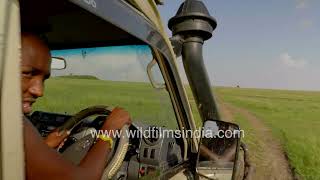 Kenyan safari driver takes tourists in Toyota Land Cruiser in savannah through a fast fowing river [upl. by Weitman]