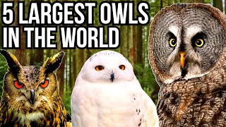 5 Of The Largest Owl Species In The World [upl. by Natal]