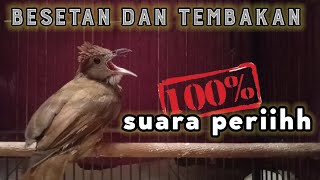 masteran kapas tembak gacor mbeset full tembakan [upl. by Ade286]