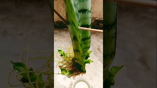 Snake Plant Propagation  baby snake Plant Propagation shortvideo plants gardening ytshorts [upl. by Anerok916]