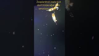 Zooplankton just don’t know what their emotions are 💀 zooplankton shorts [upl. by Willman]