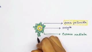 Graafian follicle structure english  Oocyte structure [upl. by Hobard]