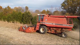 Harvesting Soybeans With an International 1460 [upl. by Annovahs]