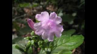 馬藍Strobilanthes [upl. by Pond773]