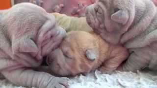 sharpei pups 12 days old  Botox [upl. by Michaella340]