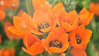 How to Grow Ornithogalum [upl. by Walling]