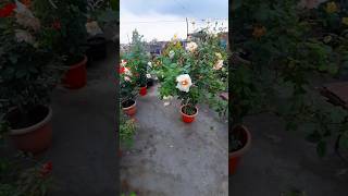 Rose  terrace gardening  Rosegardening garden [upl. by Libb]