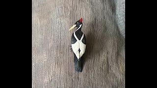 Ivory Billed Woodpecker Lives [upl. by Kerge820]