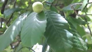 Elephant Apple Tree katmon Plant Dillenia Philippinensis Rolfe [upl. by Hulburt155]