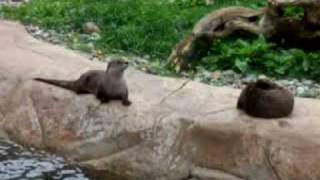 River Otters  Lehigh Valley Zoo Schnecksville PA [upl. by Ayotahc]