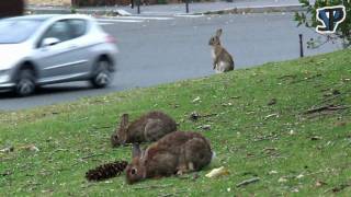 Les lapins de la Porte Maillot [upl. by Balthazar979]