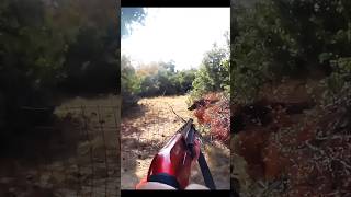 великолепный кадр кабана hunting cinghiale chasse wildboar охота [upl. by Ledniahs]