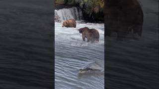 when bears are targeted by water predators shorts short [upl. by Raymund]