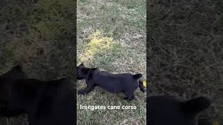 Cane Corso puppies play joyfully in the yard bouncing and exploring with endless energy doglife [upl. by Wolff]