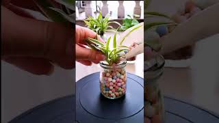 How to Grow Spider Plant in Water homedecor plants diyhomedecor [upl. by Amleht220]