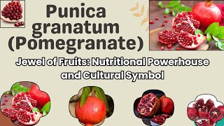 Dive into the World of the Incredible Punica granatum Pomegranate herbologyhaven fruit [upl. by Agathe]