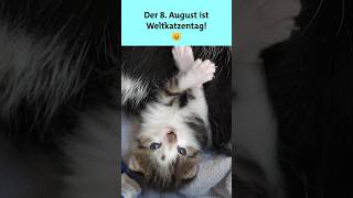 5 Fakten über Katzen 😻  SWR Plus shorts katze [upl. by Joed]