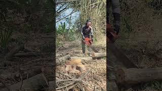 Hengtong Garden Power Tools yesterdaychainsaws hardware tools viralvideo foryou [upl. by Boone]