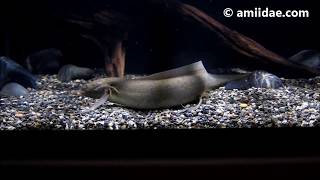 The Gilled African Lungfish Protopterus amphibius 侏儒肺魚 [upl. by Ishmul]