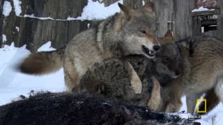 Chernobyl Wolf Pack  National Geographic UK [upl. by Marella]