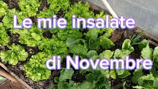 Insalata a Novembre e cresce pure [upl. by Giesser]