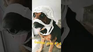 Gabbar chor comedy funny animals entertainment doglover pryagraj dogcomedy dogentertainment [upl. by Foscalina28]