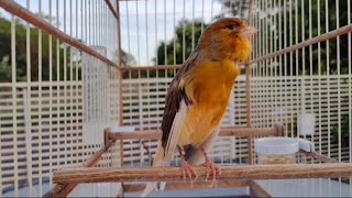 Canário belga bronze máquina cantando lisoBelgian bronze canary singing [upl. by Anthony]