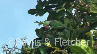 Alexandrine parakeet Sri Lanka 20110208080500mp4 [upl. by Neille594]