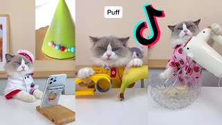 Cats make food 2024 quotThat Little Puffquot Tiktok Compilation 10 [upl. by Caresa984]