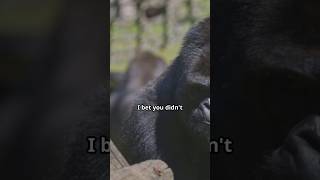 Did You Know Gorillas Are The Ultimate Weightlifters  Incredible Gorilla Facts [upl. by Assirehc168]