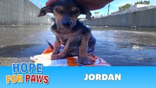 Brave little dog gets rescued from the river His recovery with Hope For Paws will inspire you dog [upl. by Akitnahs]