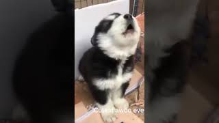 This Baby Husky Howling and Barking Like Crazy Is the CUTEST Thing Ever [upl. by Aihsined]