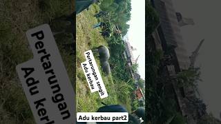 Adu kerbau part2 adukerbau tedongsilaga torajautara trendingshorts [upl. by Malinin]