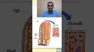 Structure of villi and microvilli nursingcompetition humanbody nursingnotes [upl. by Hanoy]