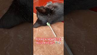 Permen nempel di bulu kucing 😭 [upl. by Zaneta940]