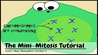 OLD VIDEO The Mini Mitosis Tutorial [upl. by Buyers808]