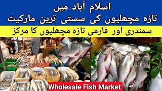 Wholesale Fish market in Islamabad  H9 Bazar Islamabad  H9 Bazar Fish market [upl. by Giacopo]