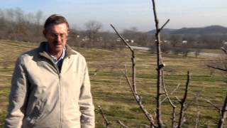 Spraying Fruit Trees Dormant Oil [upl. by Darrin]