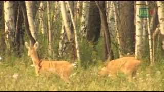 Jagd auf Sibirische Rehböcke in Kurgan [upl. by Bowyer]