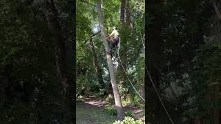 climbing up a walnut tree arborist climber tree monkeybeaver [upl. by Ive561]